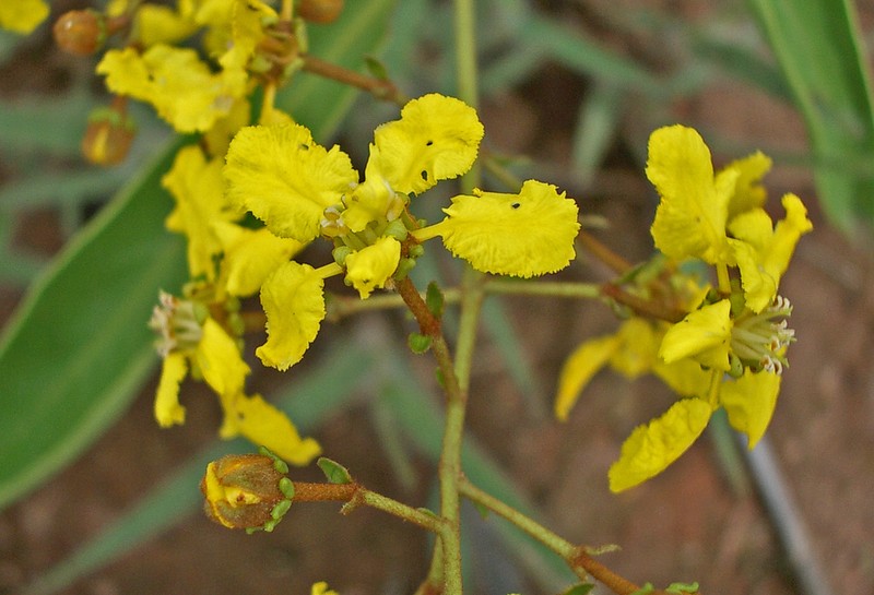 Heteropterys pannosa