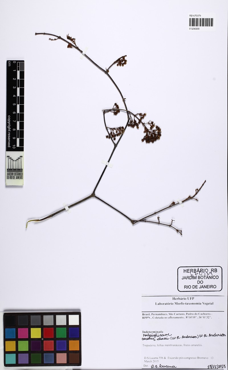 Heteropterys parvifructa