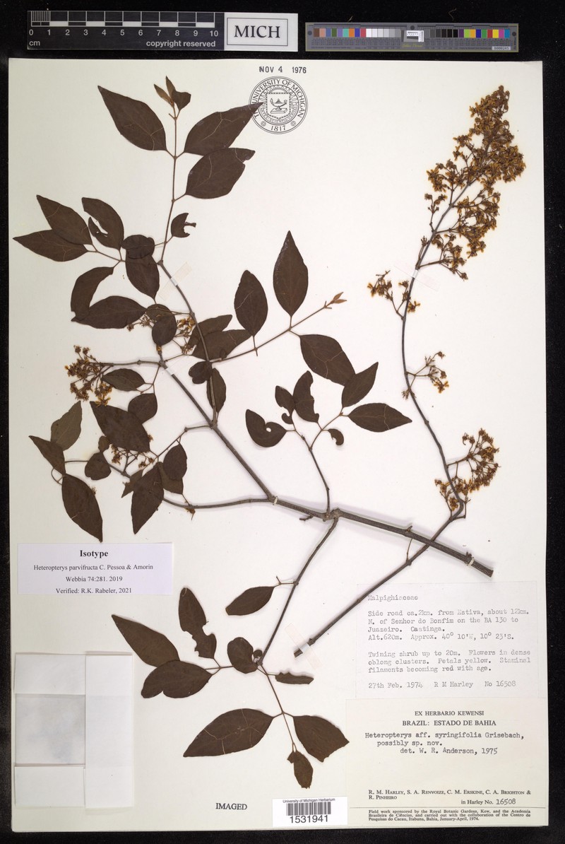Heteropterys parvifructa photo 2