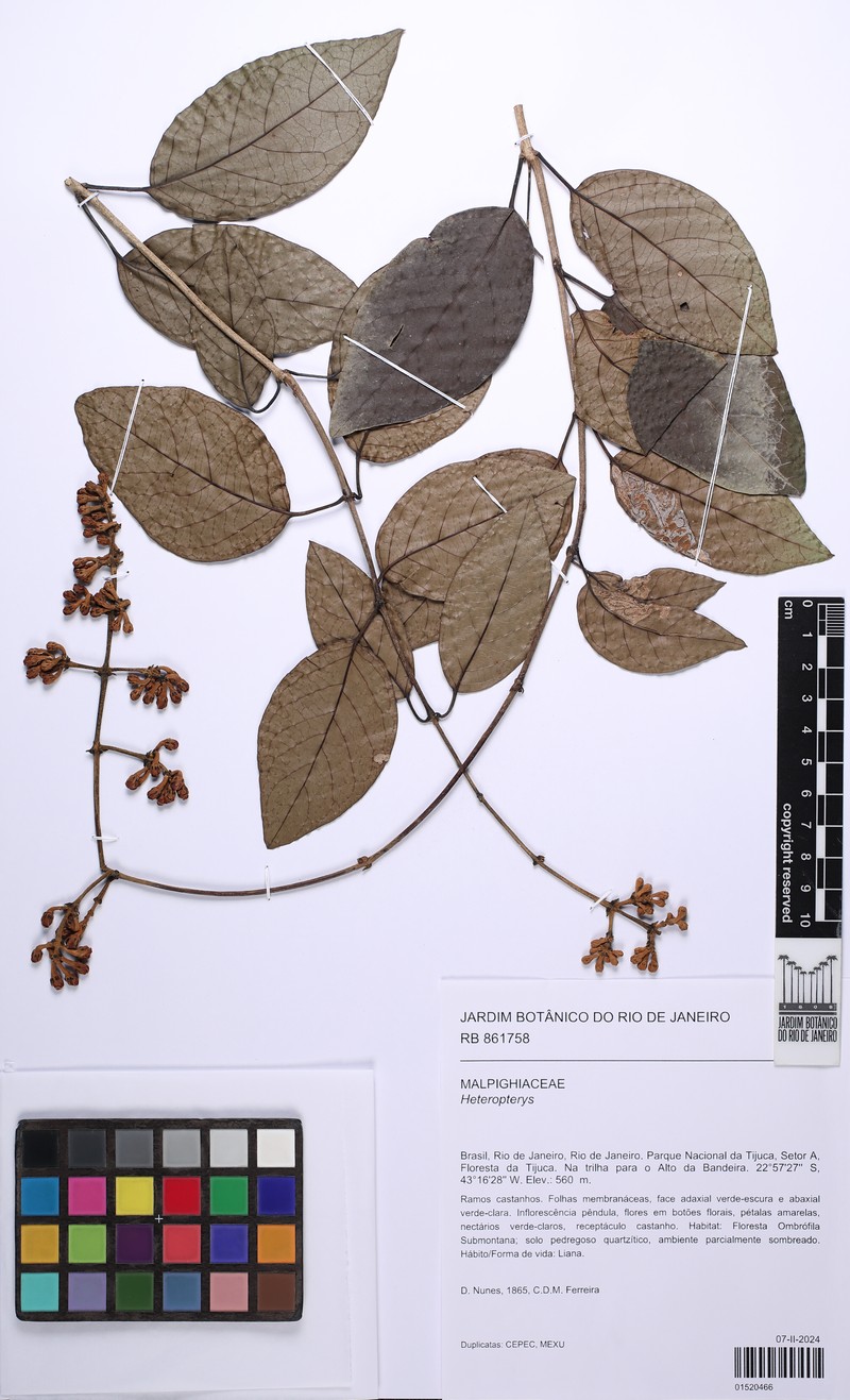 Heteropterys patens