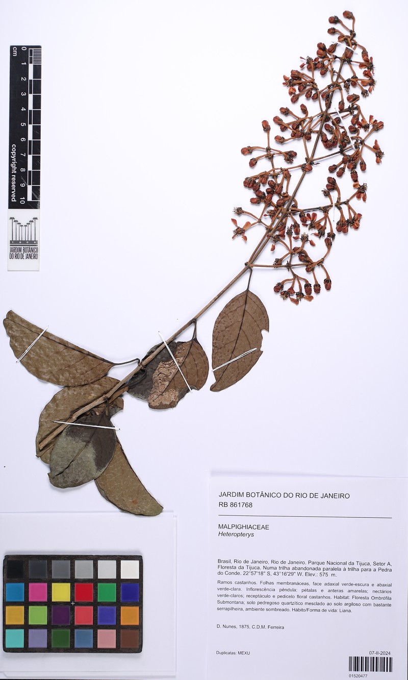 Heteropterys patens photo 2