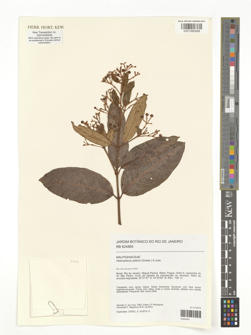 Heteropterys patens photo 4