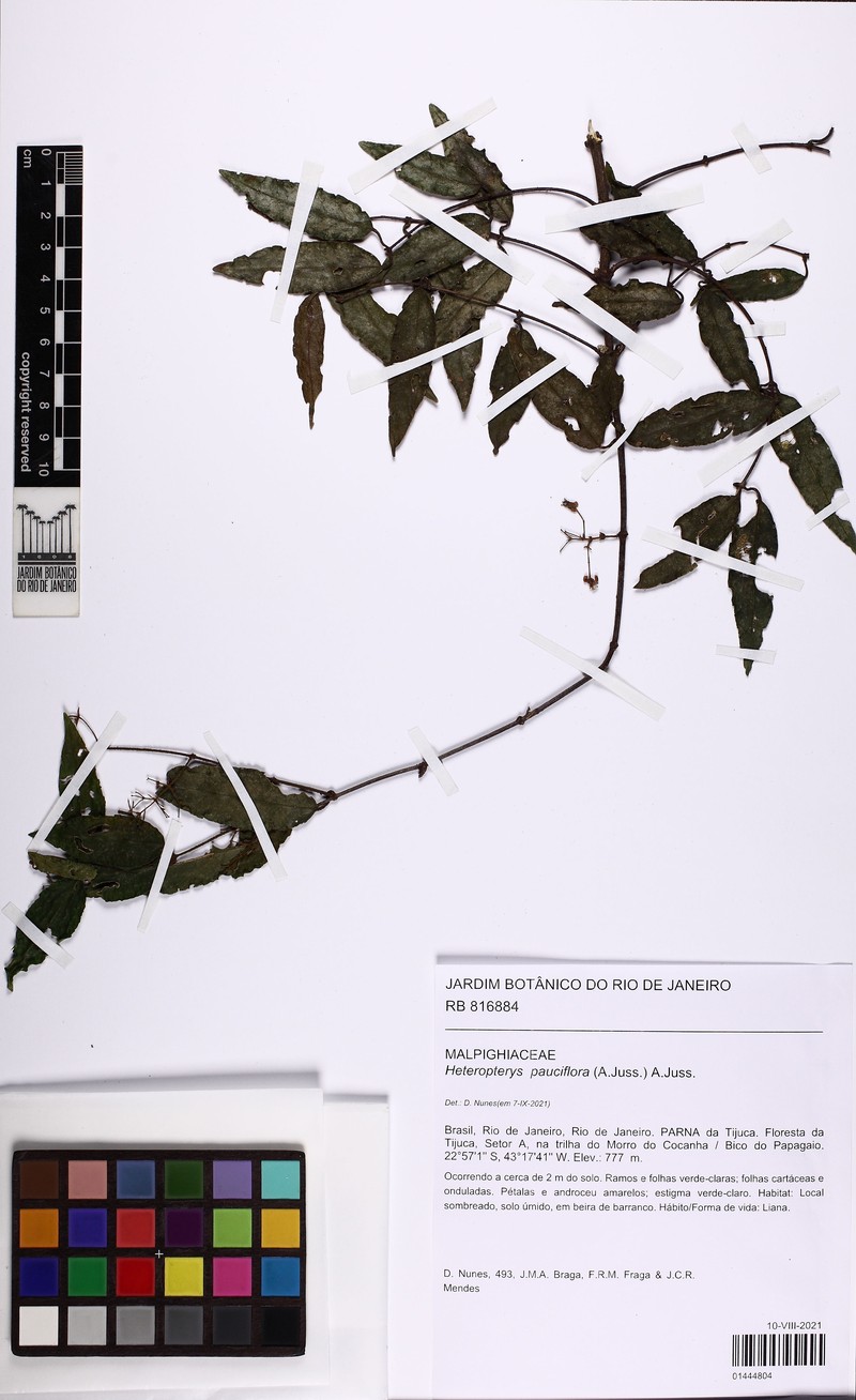 Heteropterys pauciflora