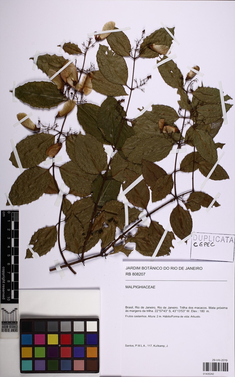 Heteropterys pauciflora photo 2