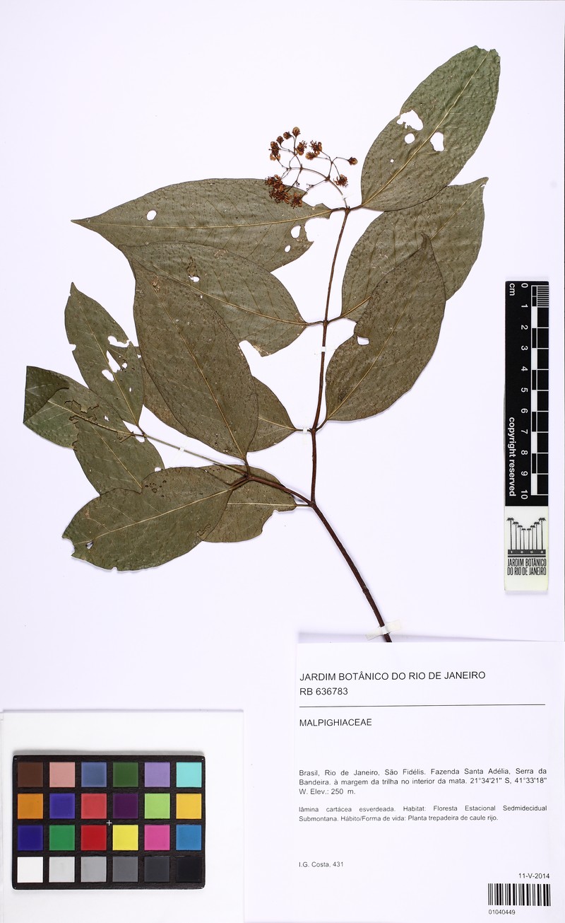 Heteropterys pauciflora photo 3