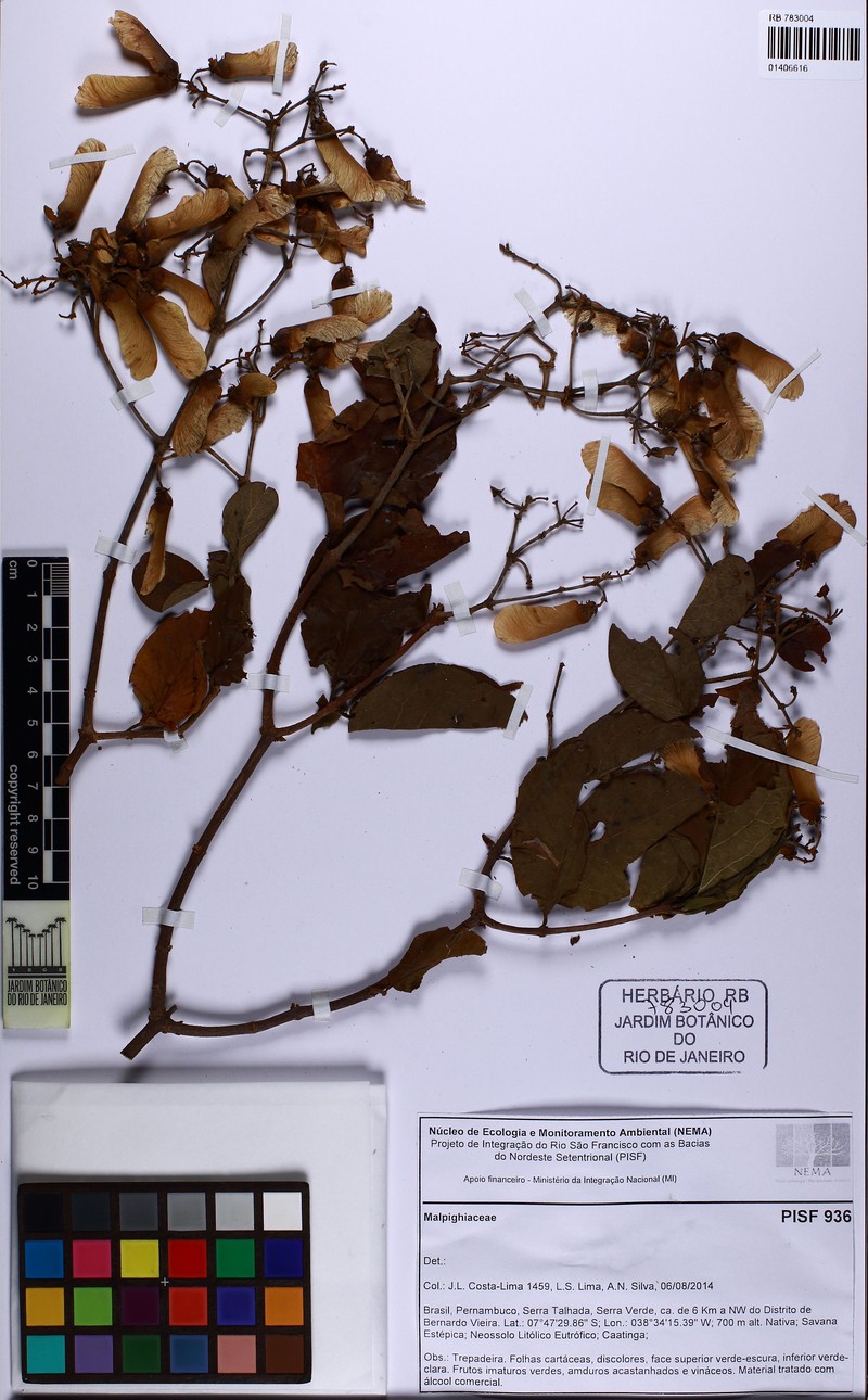 Heteropterys perplexa
