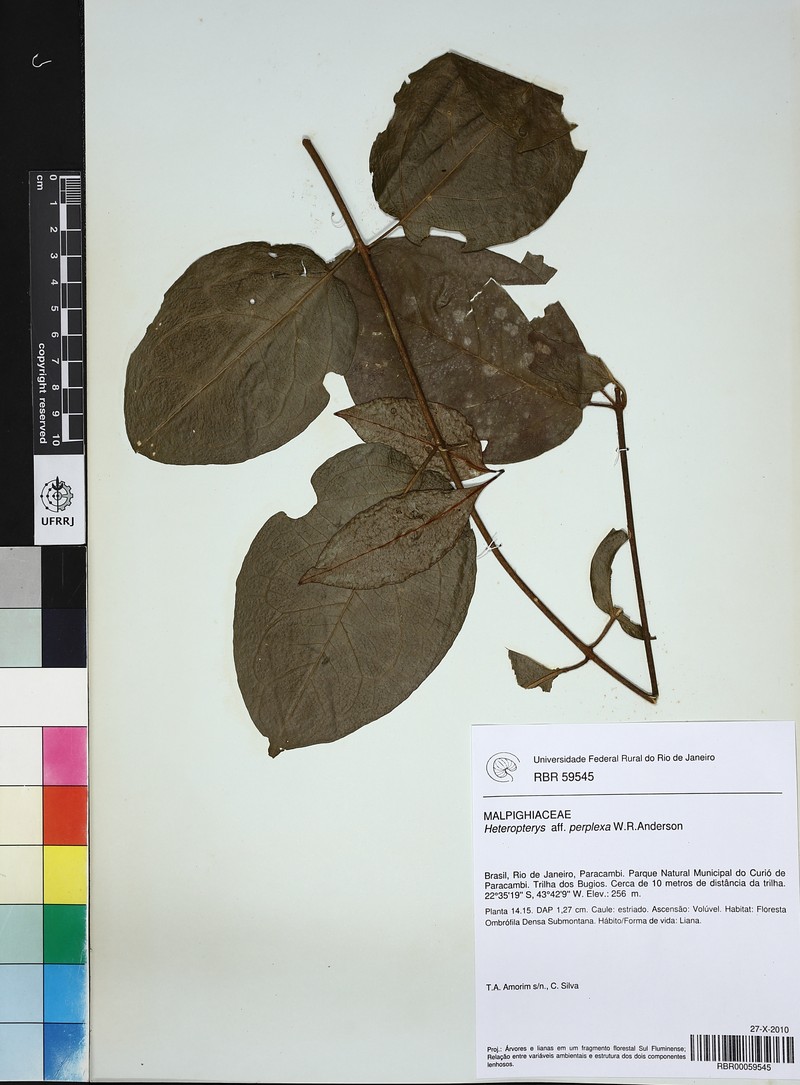 Heteropterys perplexa photo 2