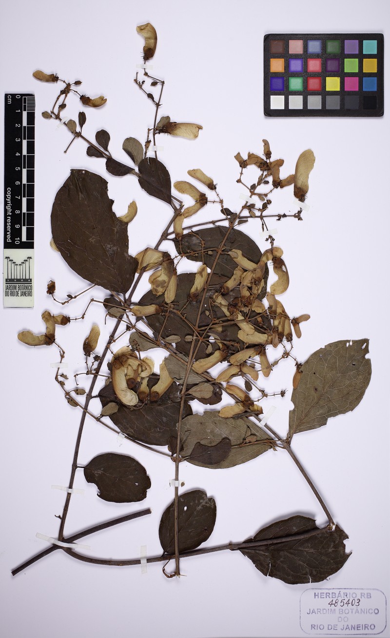Heteropterys perplexa photo 3