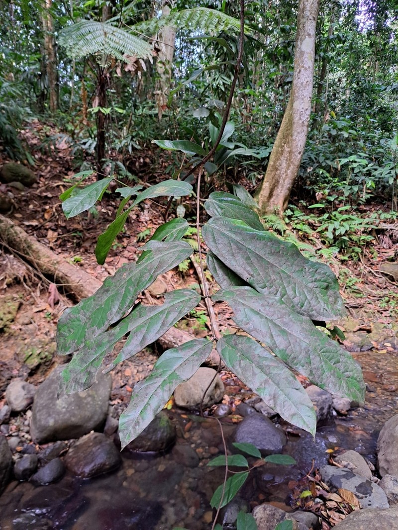 Heteropterys platyptera photo 2