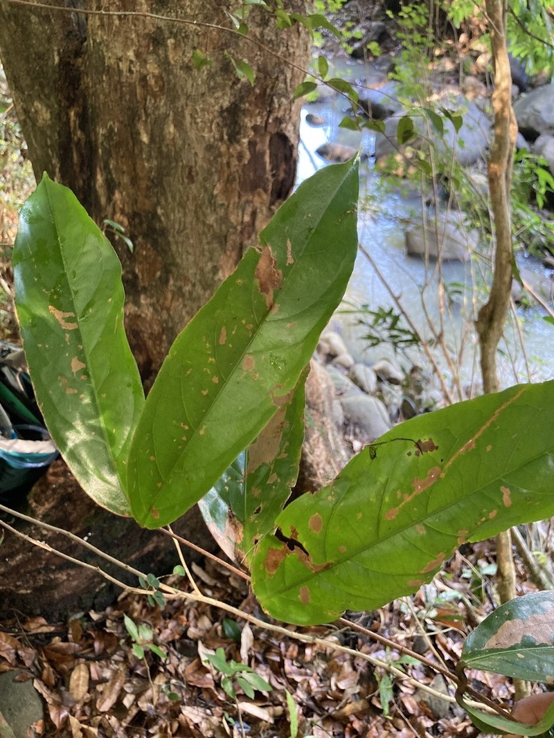 Heteropterys platyptera photo 3