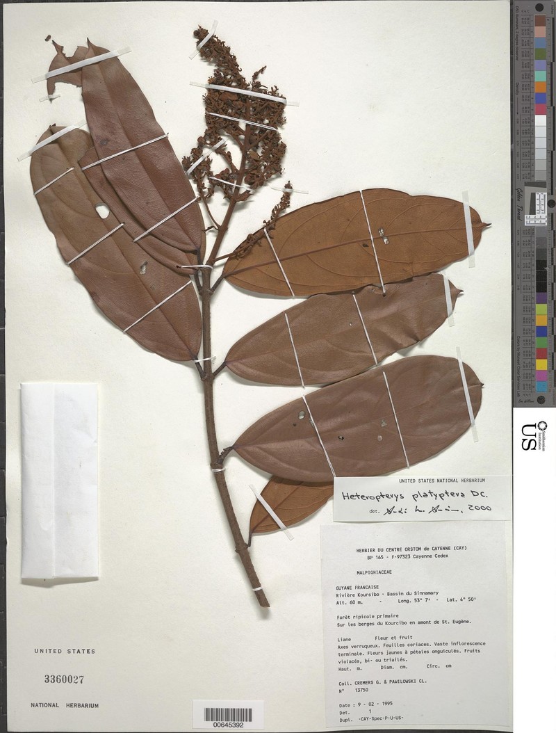 Heteropterys platyptera photo 5