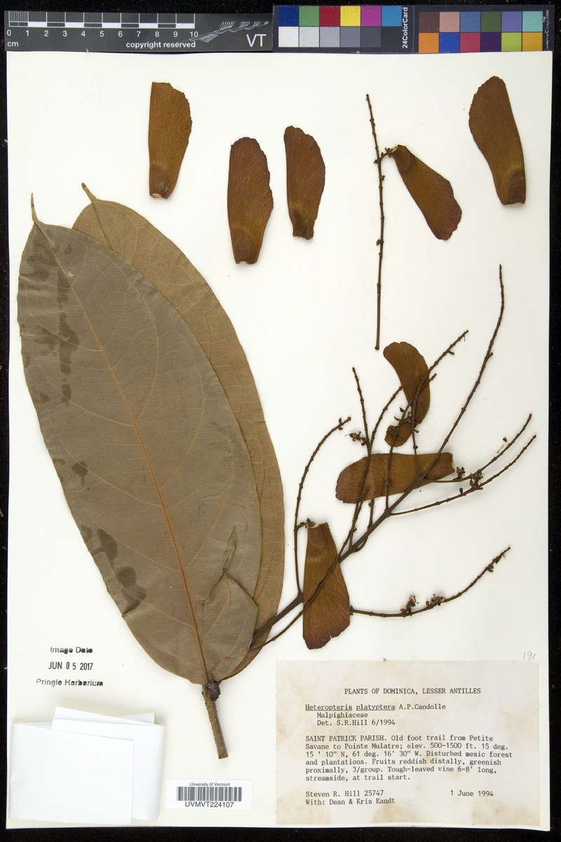 Heteropterys platyptera photo 6
