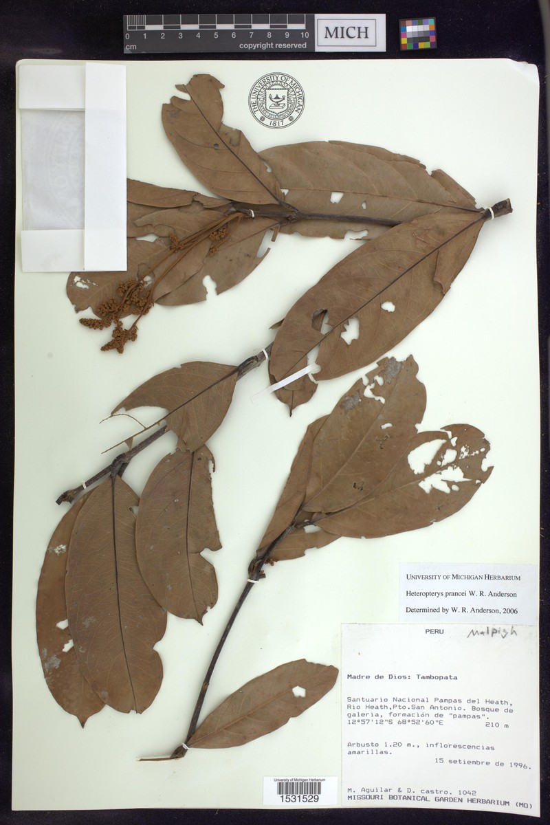 Heteropterys prancei