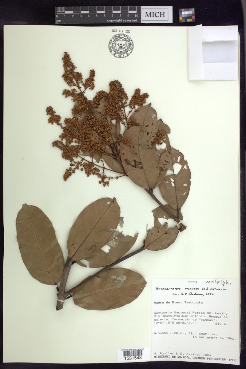 Heteropterys prancei photo 2