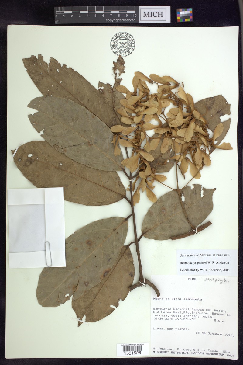 Heteropterys prancei photo 3