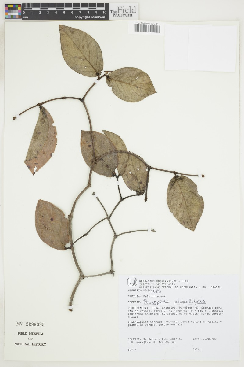 Heteropterys prunifolia