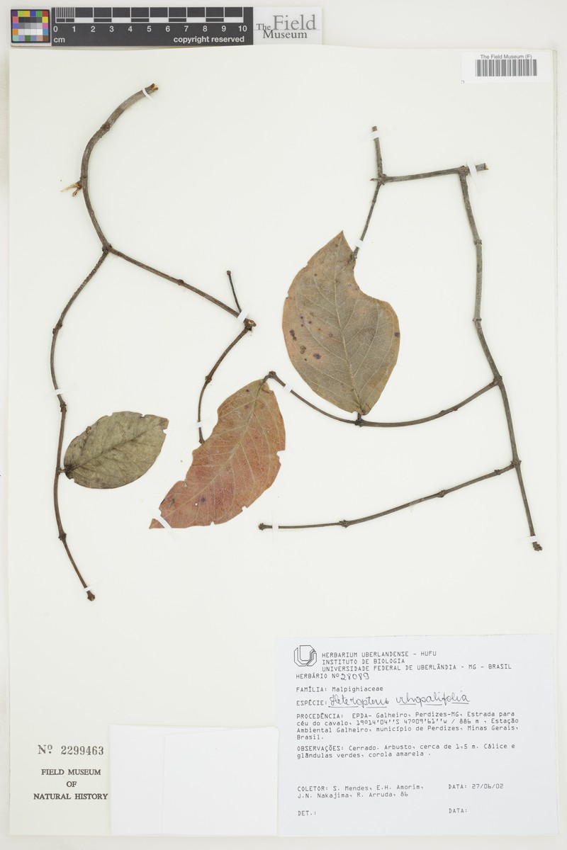 Heteropterys prunifolia photo 2