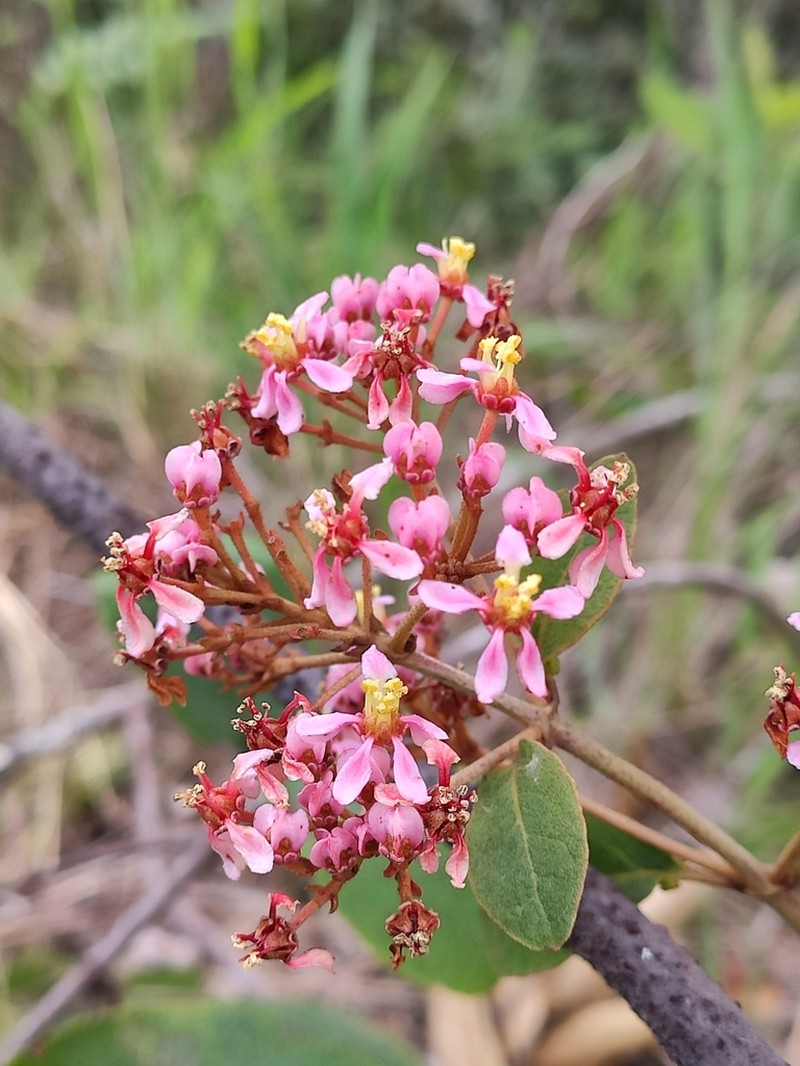 Heteropterys pteropetala