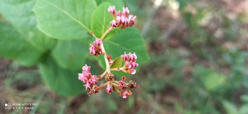 Heteropterys pteropetala photo 3