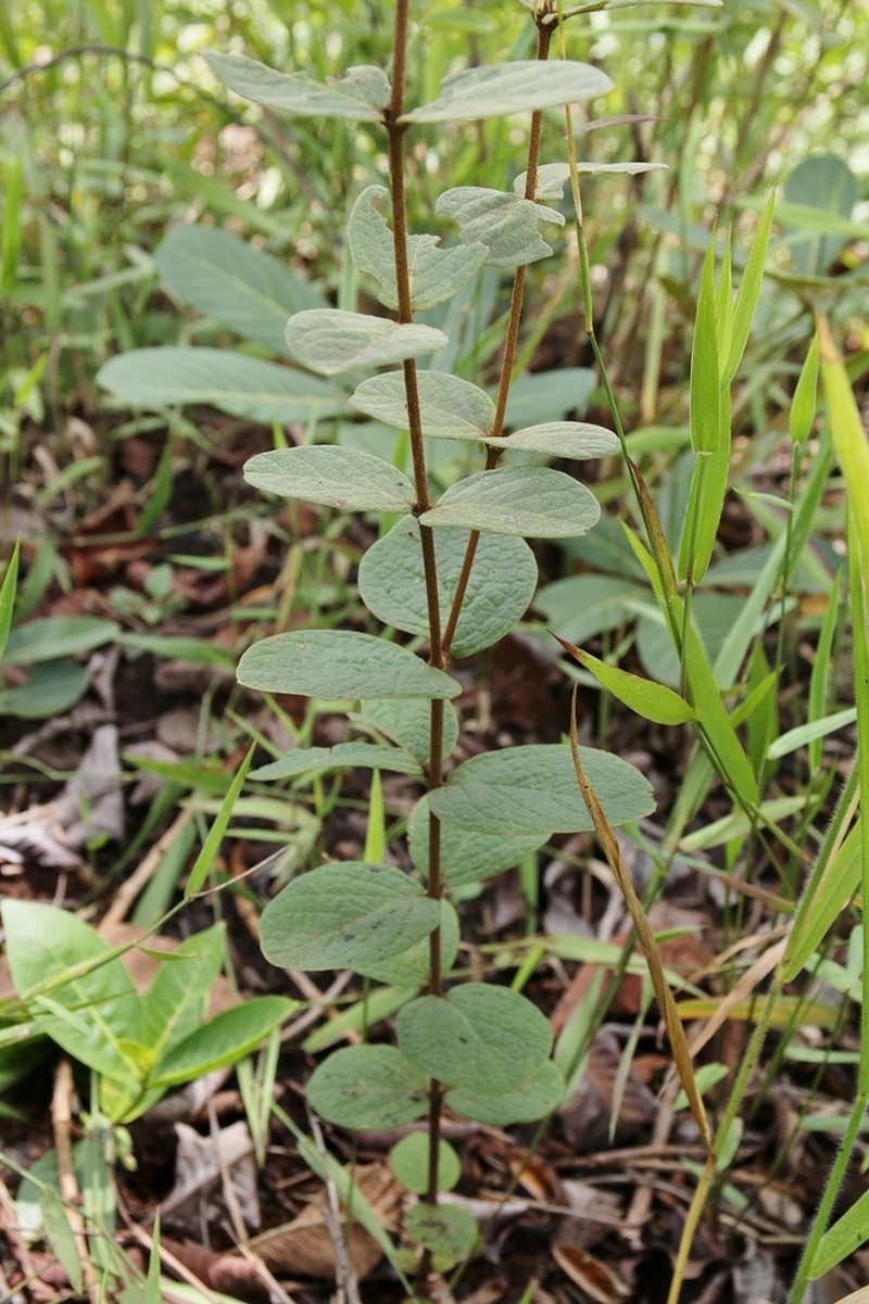 Heteropterys pteropetala photo 4