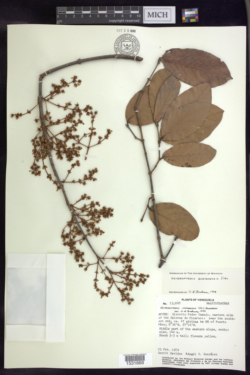 Heteropterys quetepensis