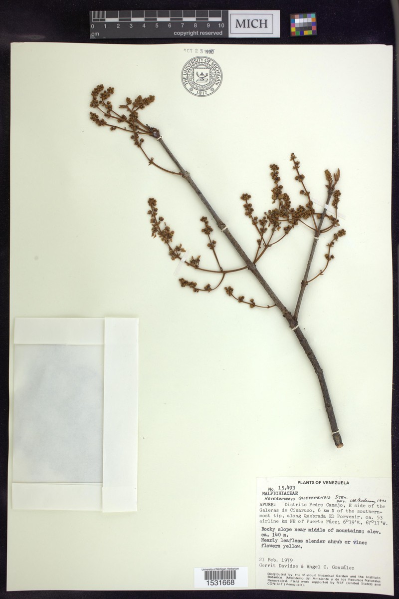 Heteropterys quetepensis photo 2