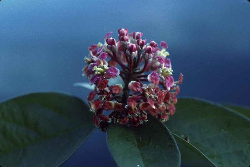 Heteropterys racemosa