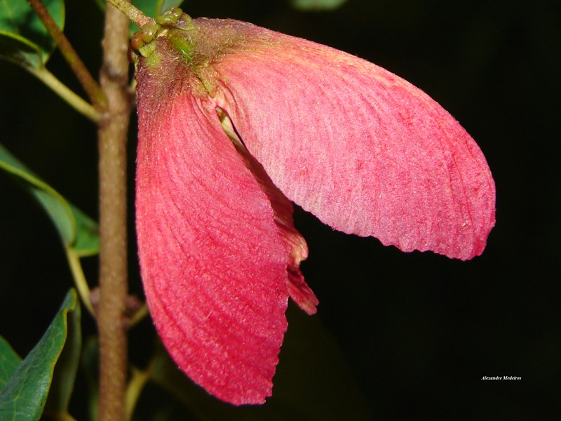 Heteropterys rhopalifolia