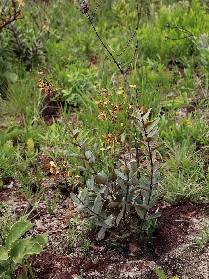 Heteropterys rhopalifolia photo 2