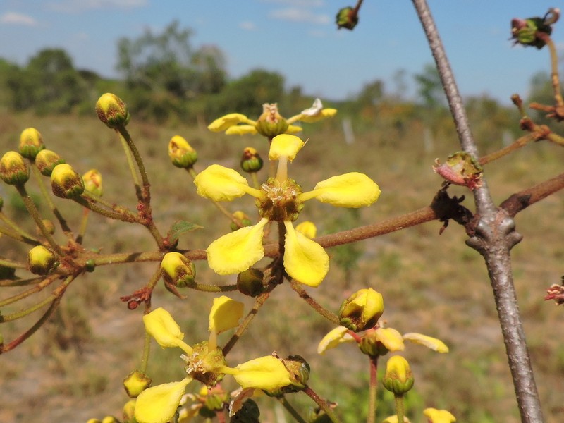 Heteropterys rhopalifolia photo 3