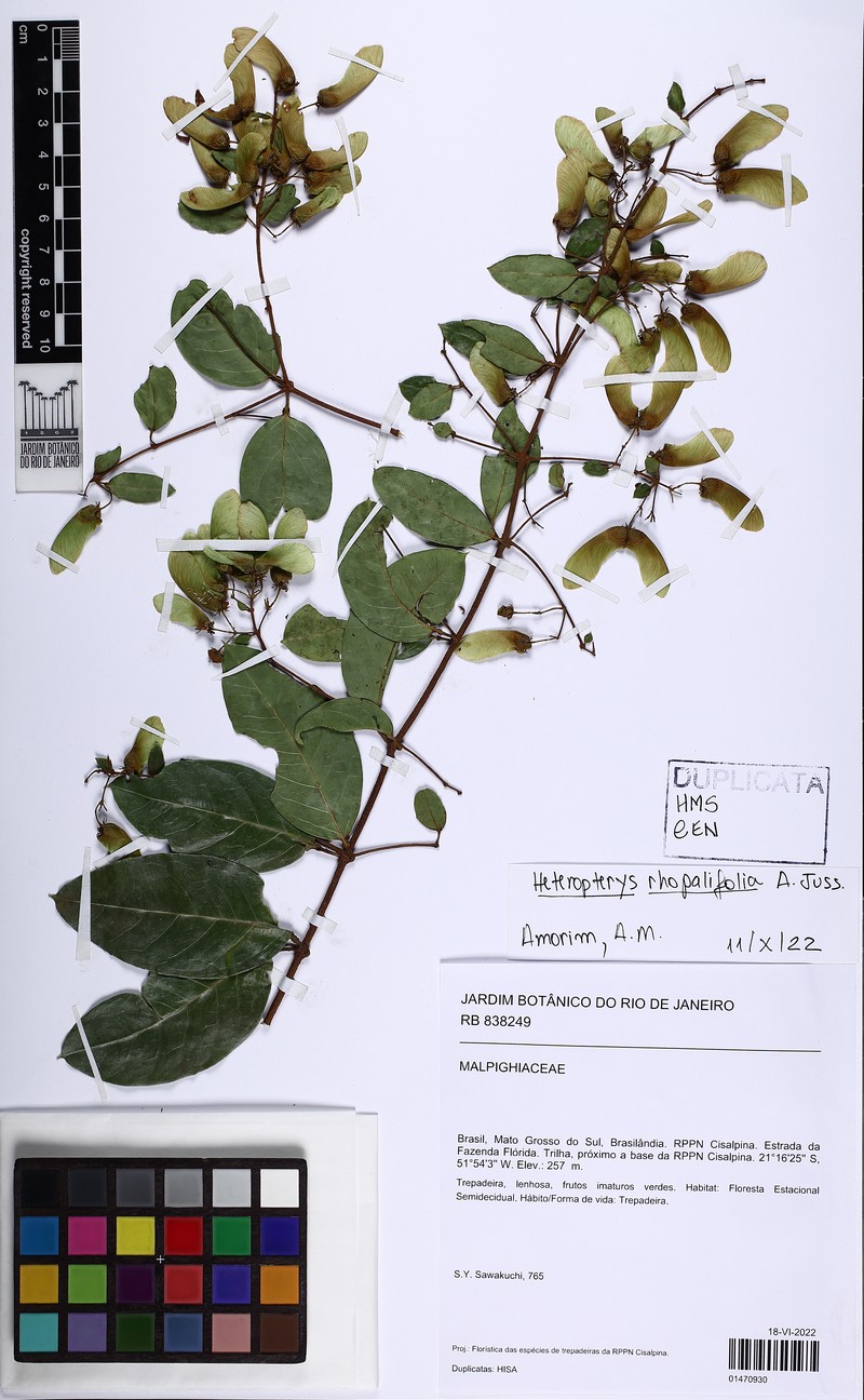 Heteropterys rhopalifolia photo 4