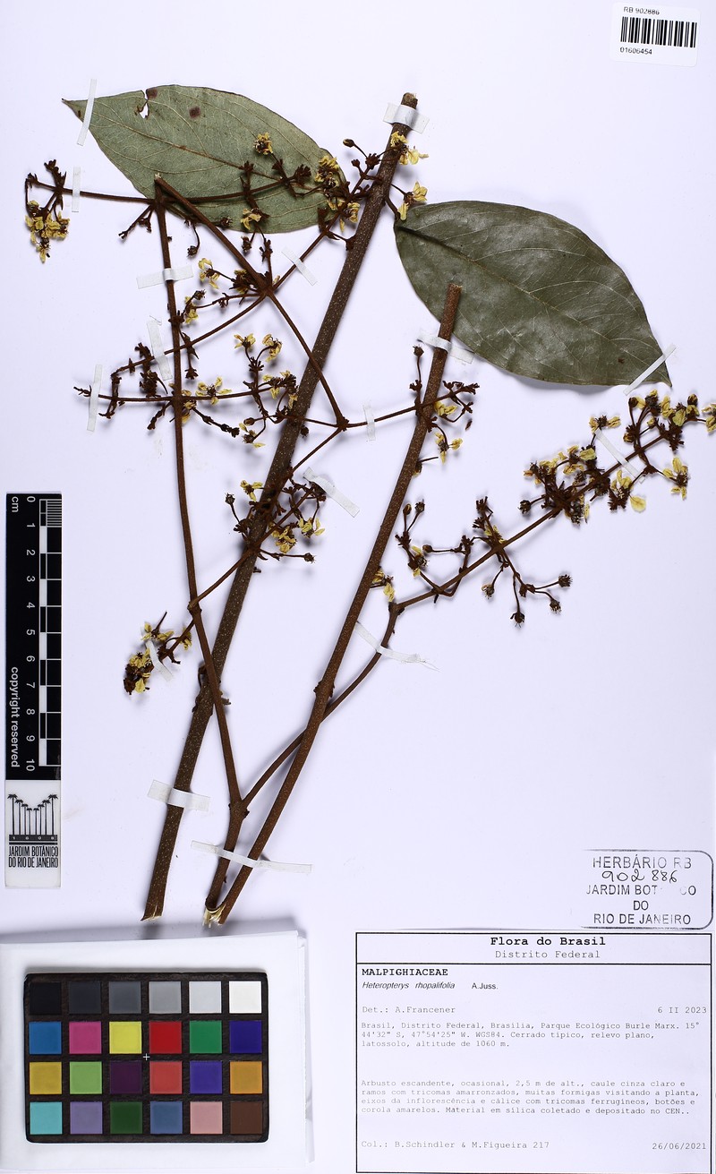 Heteropterys rhopalifolia photo 5