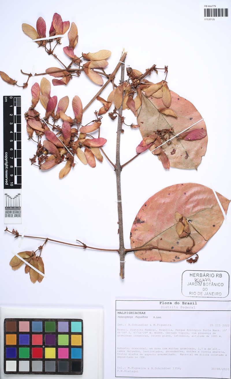 Heteropterys rhopalifolia photo 6