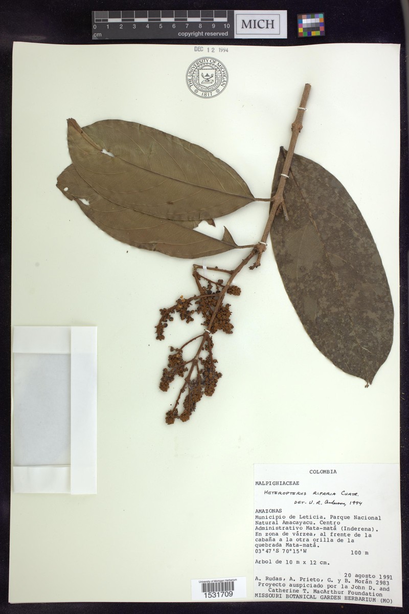 Heteropterys riparia