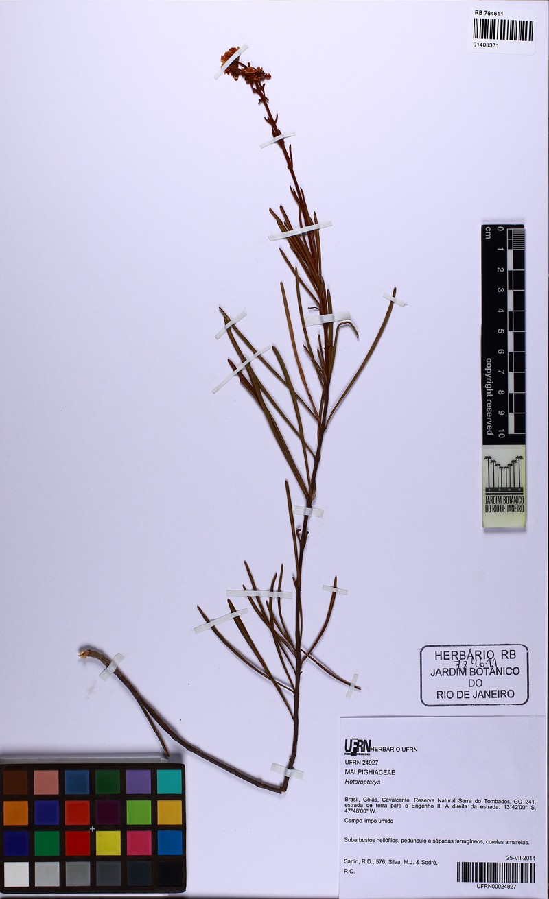 Heteropterys rosmarinifolia