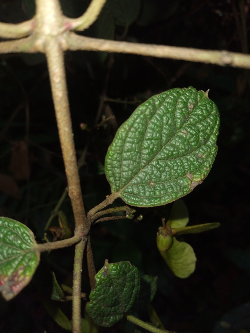 Heteropterys rubiginosa