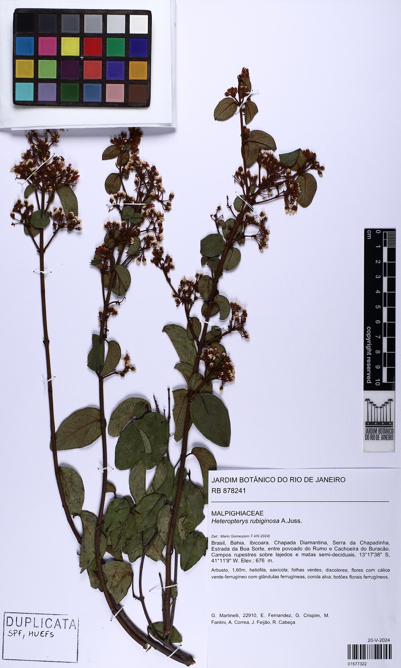 Heteropterys rubiginosa photo 2