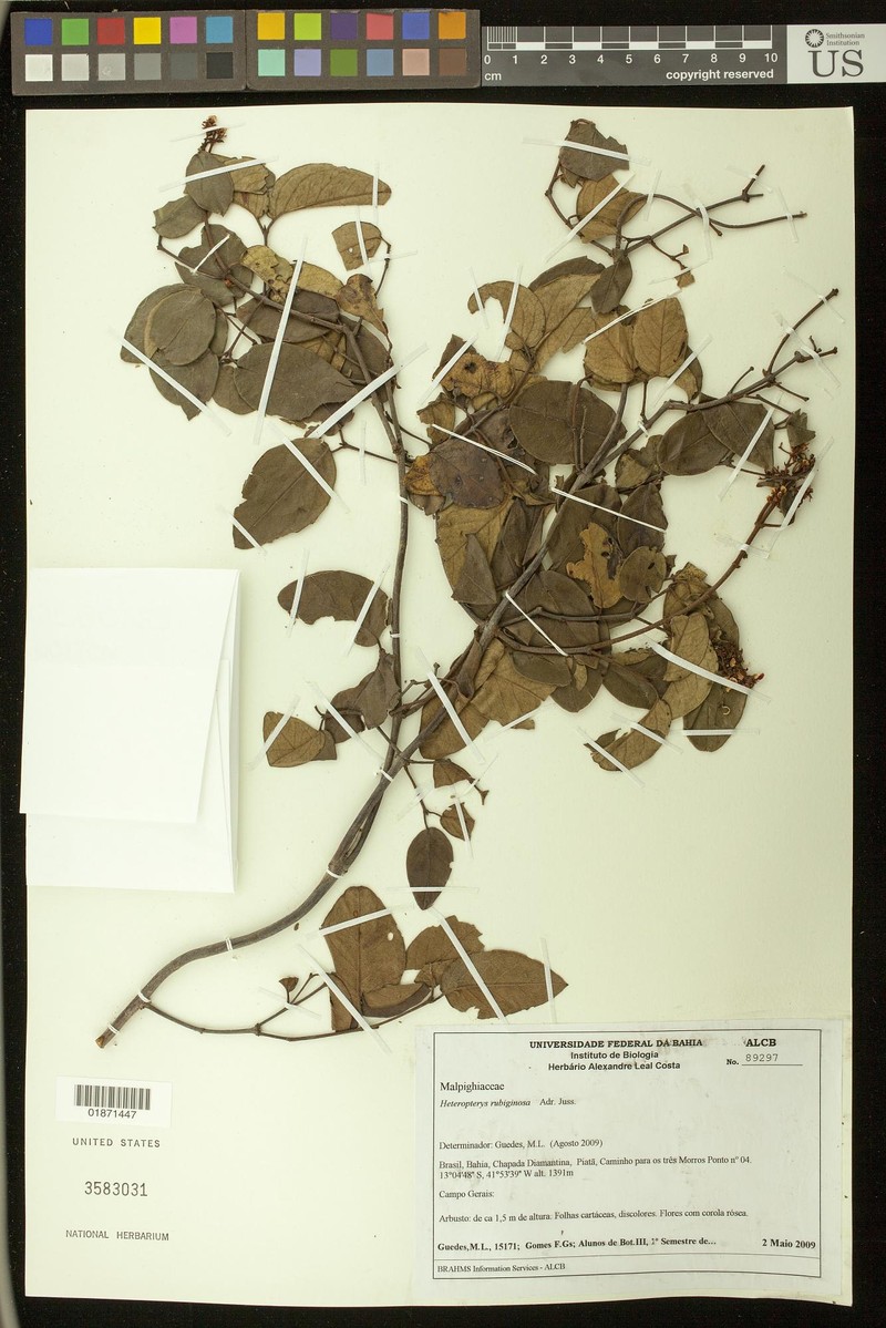 Heteropterys rubiginosa photo 3