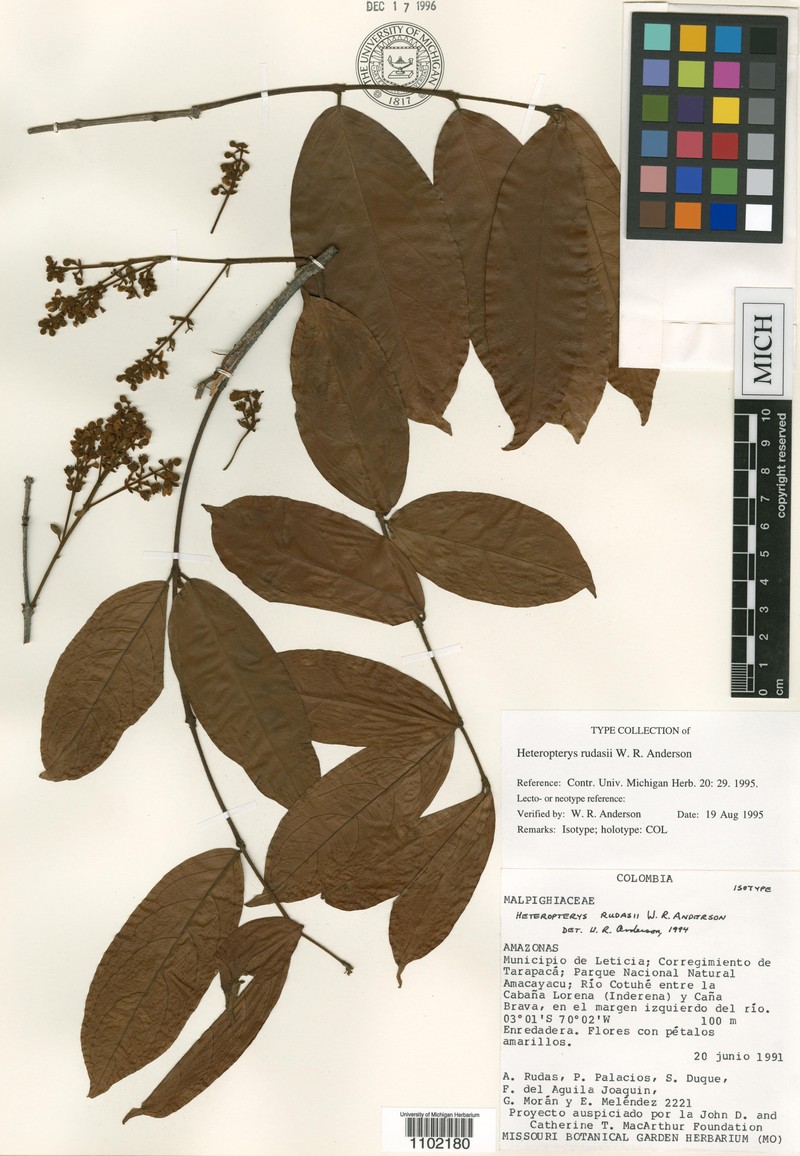 Heteropterys rudasii
