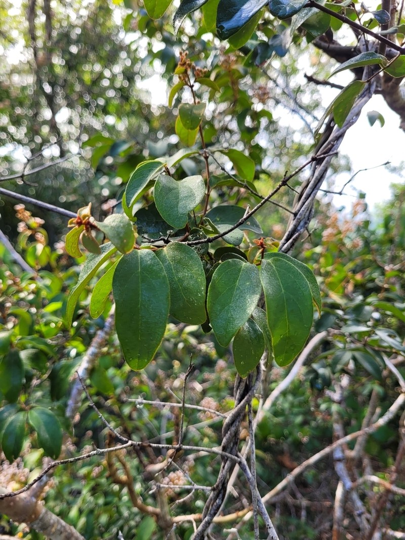 Heteropterys rufula photo 3