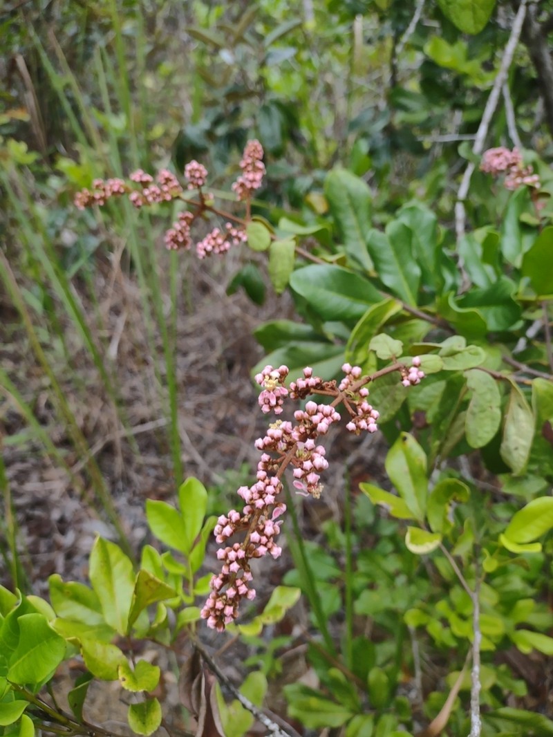 Heteropterys rufula photo 4