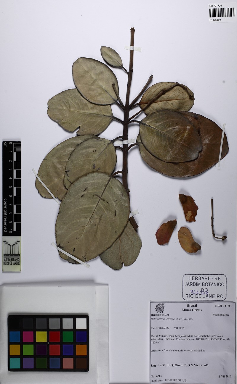 Heteropterys sericea photo 2