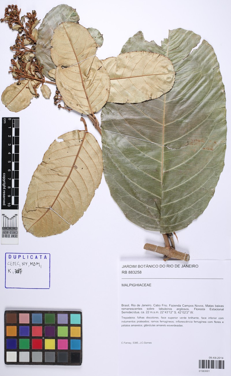 Heteropterys sericea photo 3