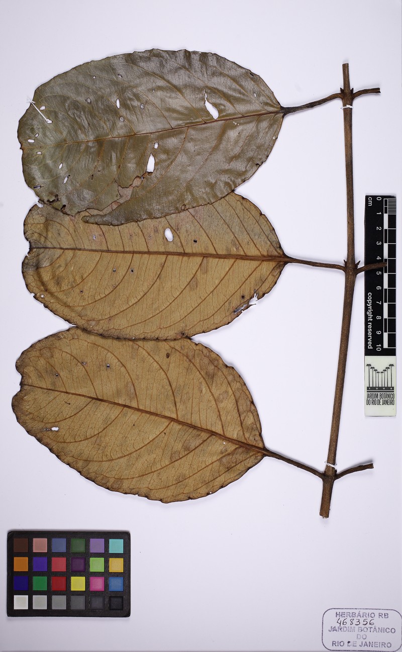 Heteropterys sericea photo 4