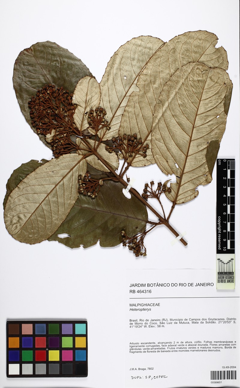 Heteropterys sericea photo 5