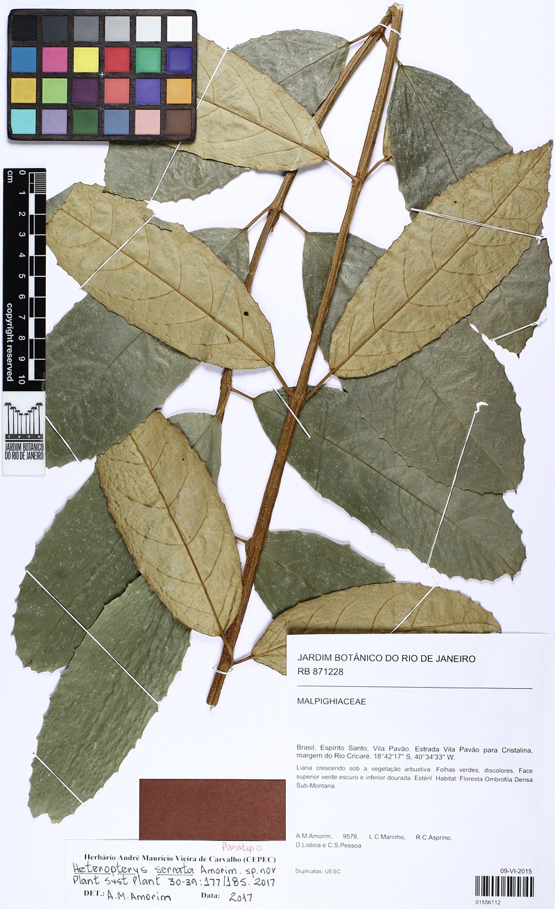 Heteropterys serrata