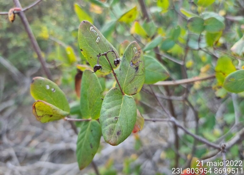 Heteropterys sessilifolia