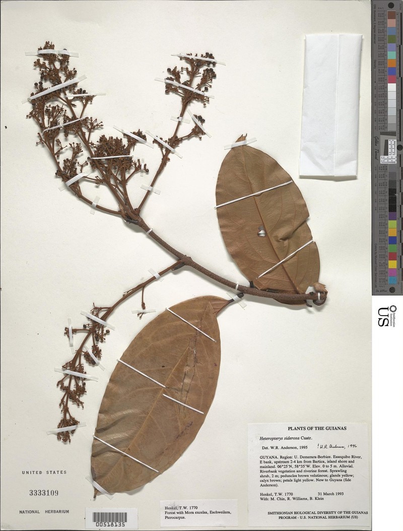 Heteropterys siderosa