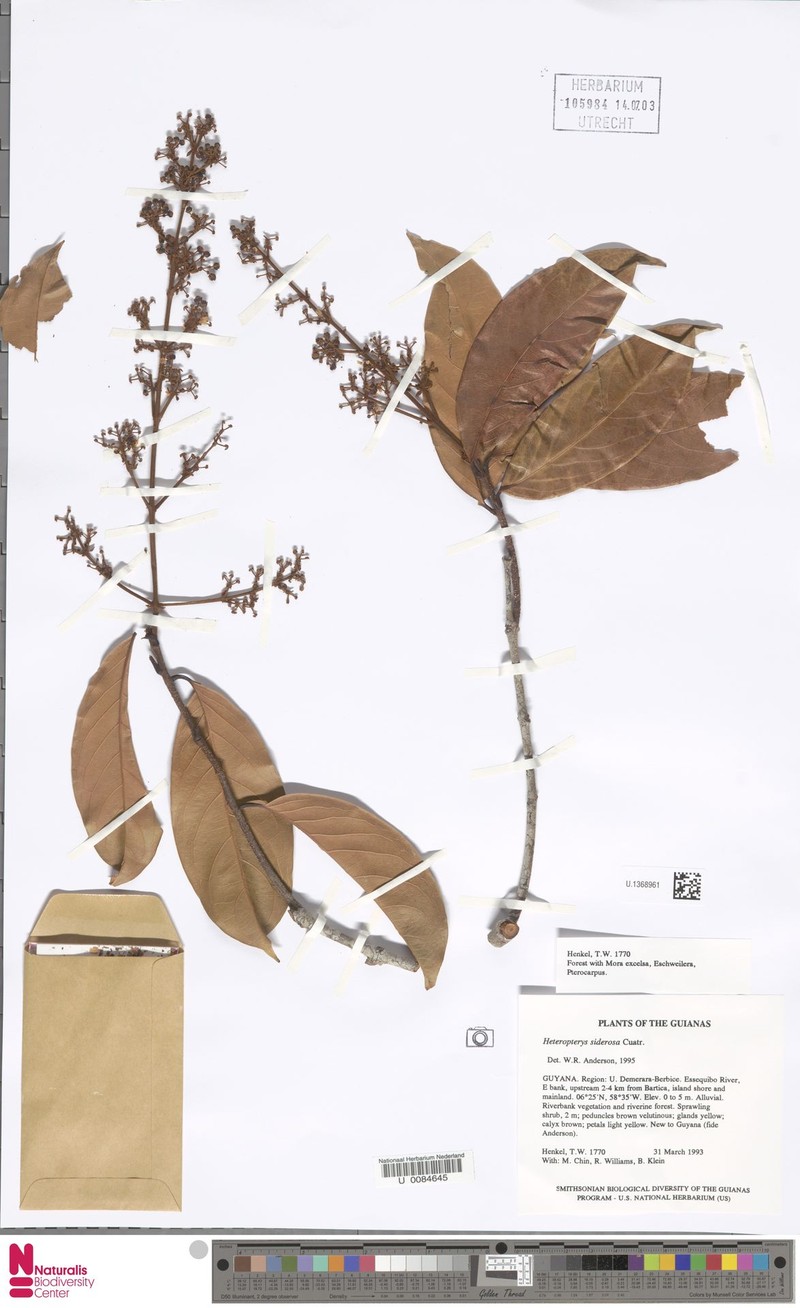 Heteropterys siderosa photo 2