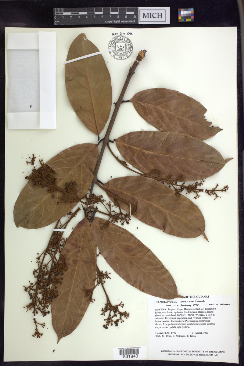 Heteropterys siderosa photo 3